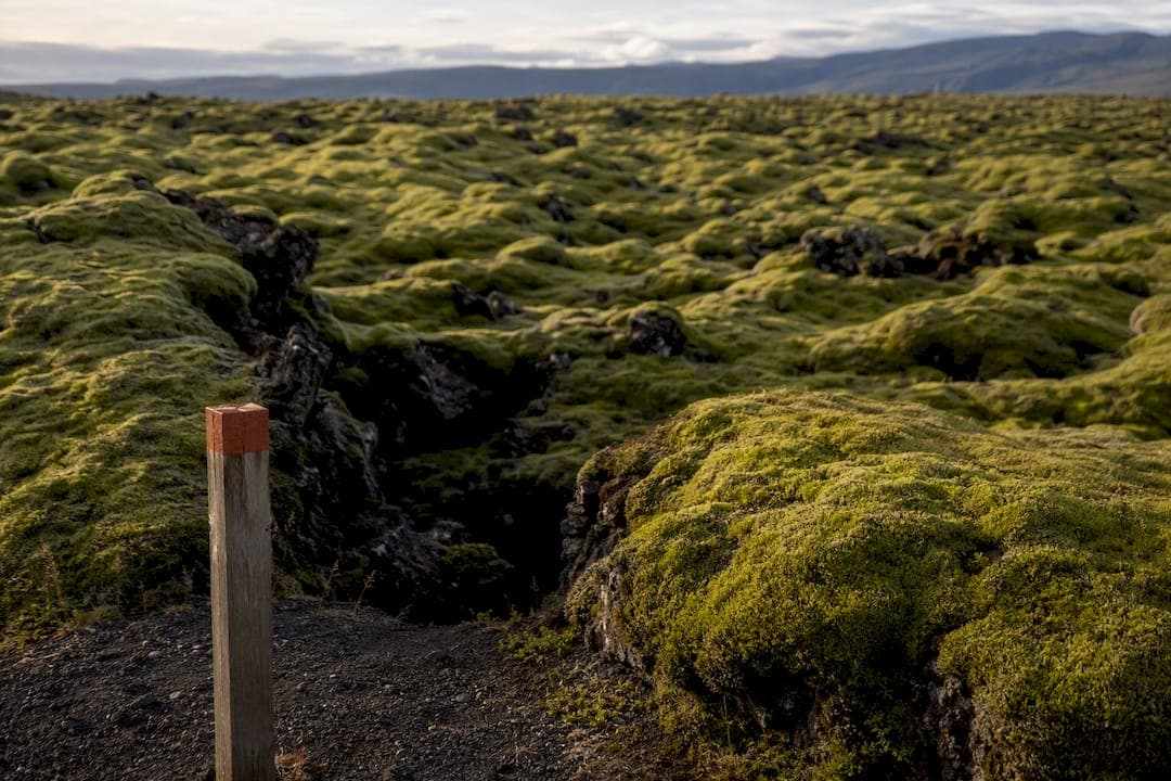 565 km² Eldhraun Lava Field: How to Visit Without Damaging the Moss