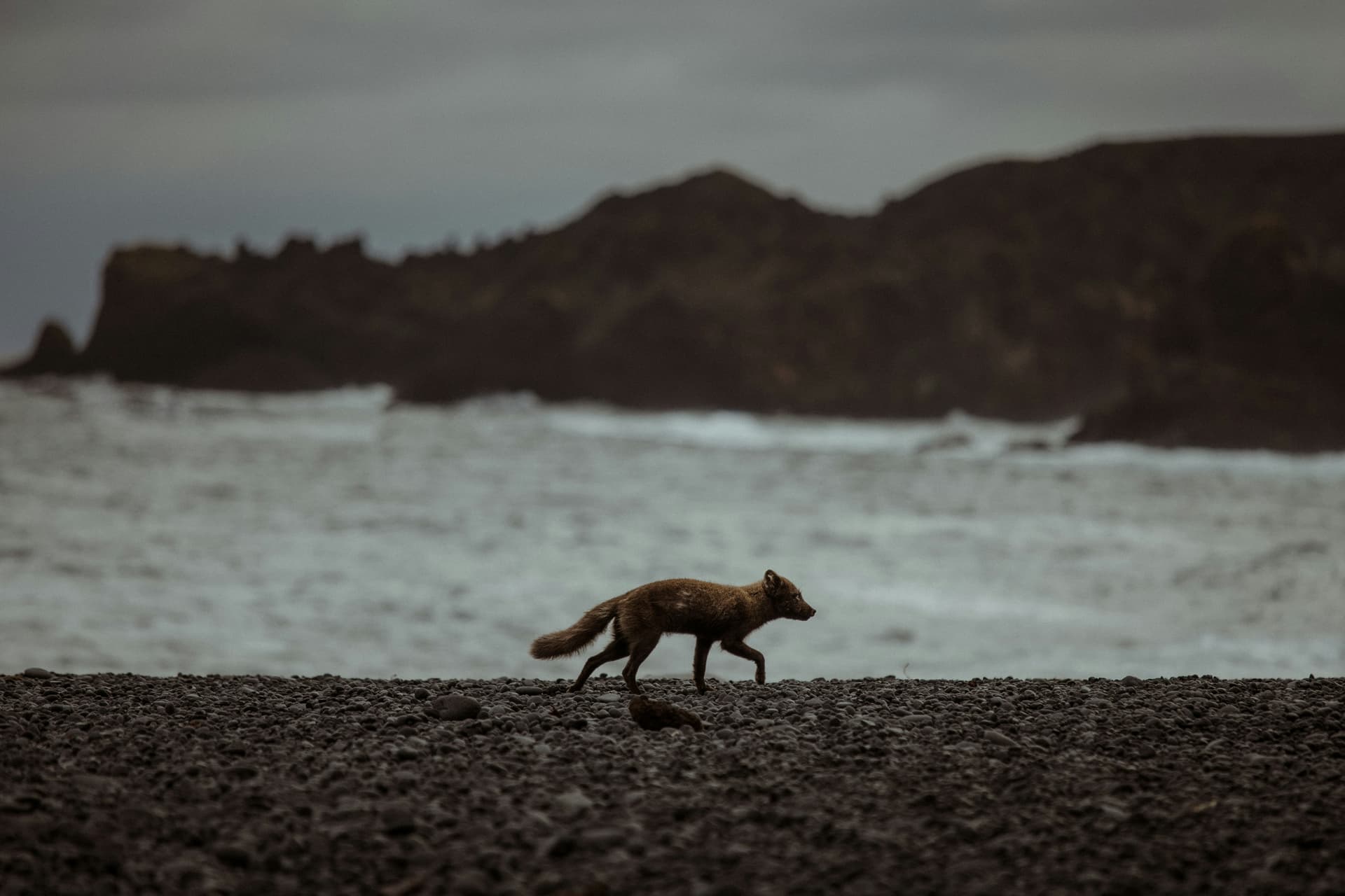 Arctic fox walking along a black sand beach on the South Coast of Iceland