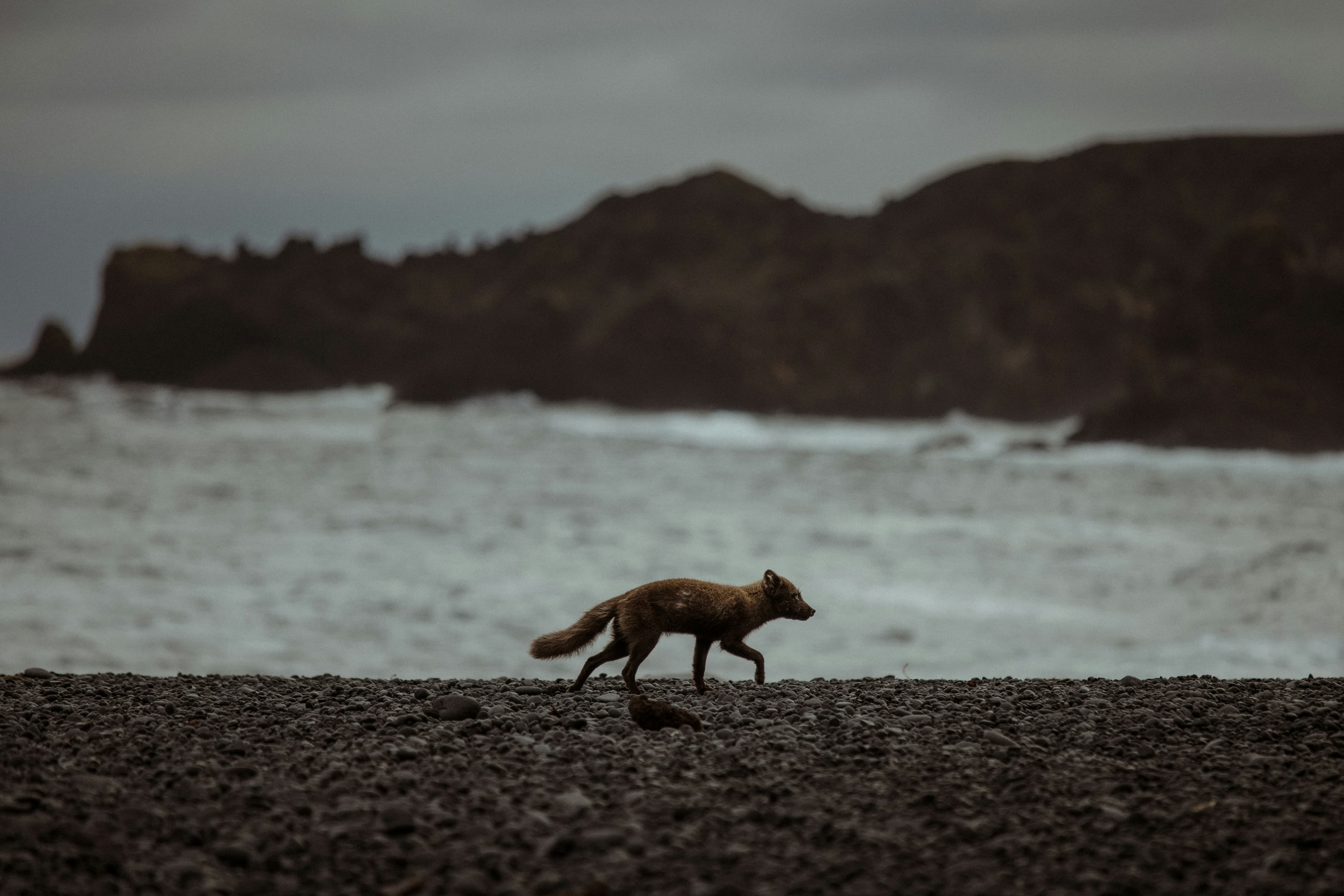 fox