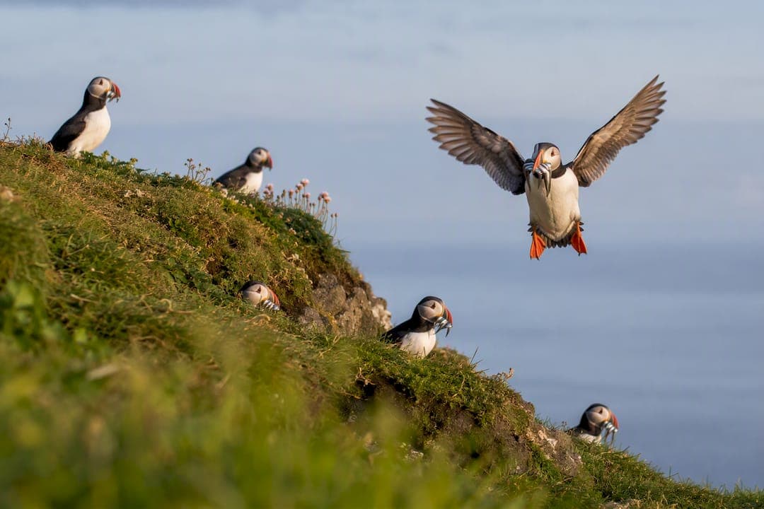 July Puffin Season in Iceland, What Travelers Need to Know