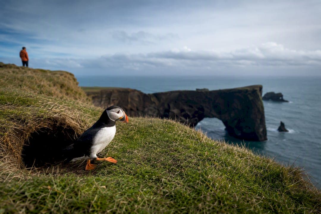 See Puffins Near Vík: Self Guided Plan to Dyrhólaey in 15–20 Minutes