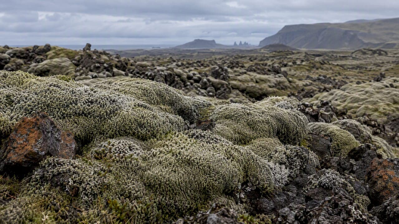 Iceland Moss Rules: What You Can and Can't Do